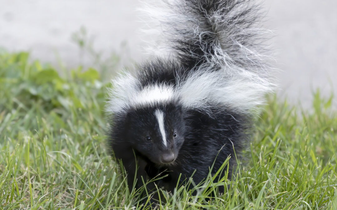 What is Skunk Oil – Is it Poisonous or Venomous?