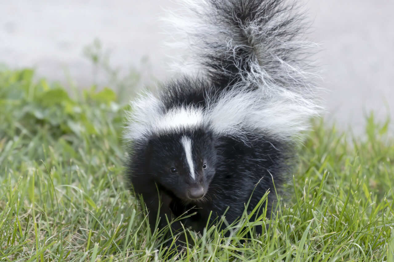 What is Skunk Oil - Is it Poisonous or Venomous? - Skunkmasters